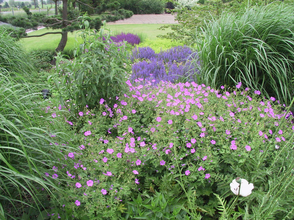 Geranium nodosum+Salvia blau+violett.jpg
